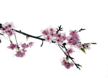 Kiraz çiçekleri (sakura) mavi gökyüzü ile