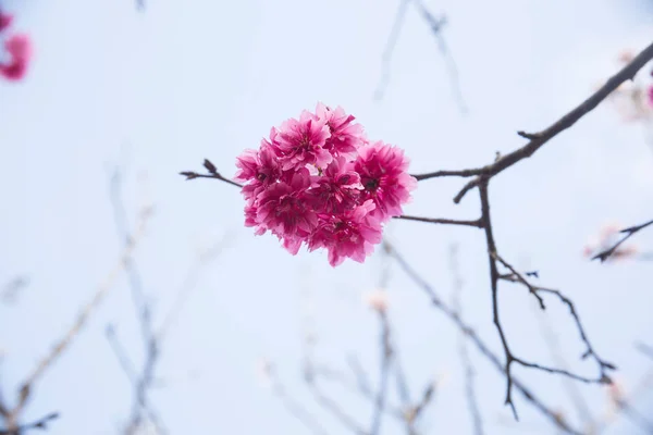 Flores Cerejeira Sakura Com Céu Azul — Fotografia de Stock