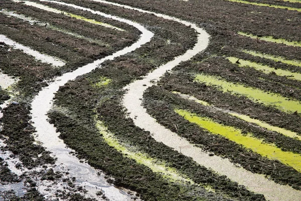 Alan Doğa Arka Plan Bahar Mahallinde — Stok fotoğraf