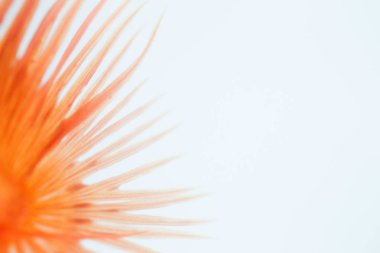 Beyaz arka plan üzerinde Soyut doku