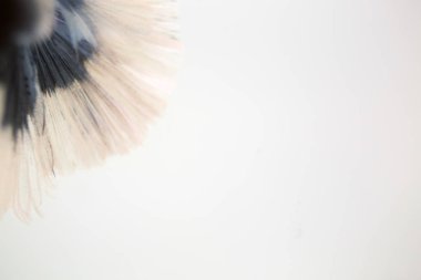 Beyaz arka plan üzerinde Soyut doku