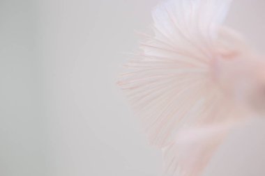 Beyaz arka plan üzerinde Soyut doku