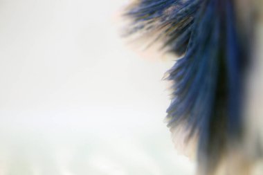 Beyaz arka plan üzerinde Soyut doku