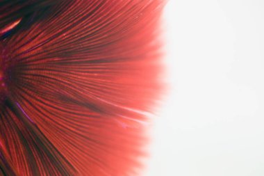 Beyaz arka plan üzerinde Soyut doku