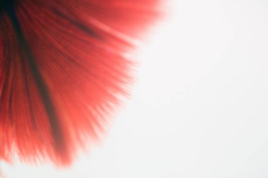 Beyaz arka plan üzerinde Soyut doku