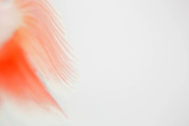 Beyaz arka plan üzerinde Soyut doku