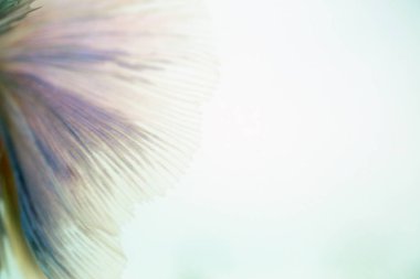 Beyaz arka plan üzerinde Soyut doku