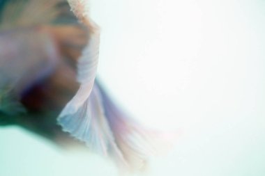 Beyaz arka plan üzerinde Soyut doku