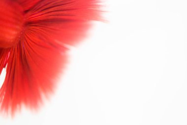 Beyaz arka plan üzerinde Soyut doku