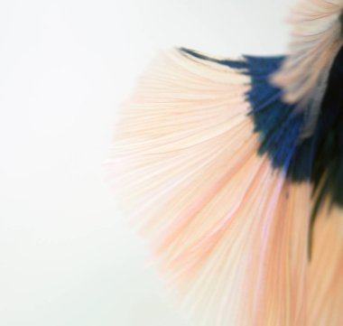 Beyaz arka plan üzerinde Soyut doku