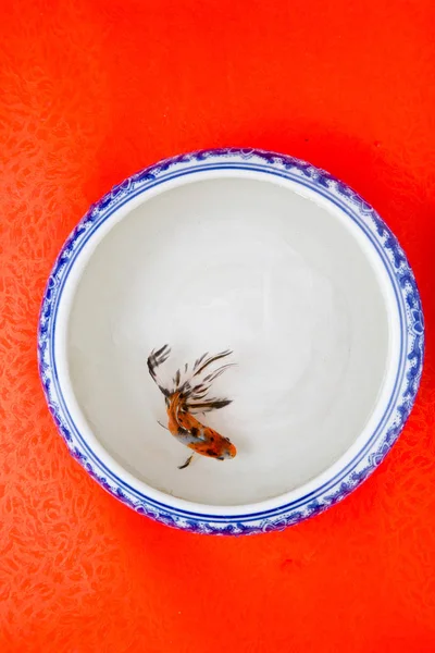 Bright Fish Beautiful Bowl — Stock Photo, Image