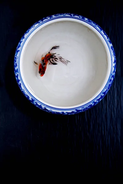 明亮的鱼在一个美丽的碗 — 图库照片