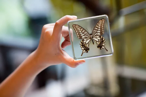 女性手中玻璃框架中的昆虫 — 图库照片