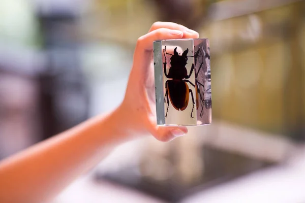 Insect Glazen Rand Vrouwelijke Hand — Stockfoto