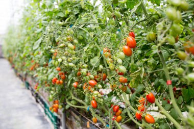 Doğa arka plan kopya alanı, açık renkli görüntü ile