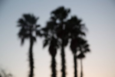 palmiye ağaçları, renkli görüntü ile doğa arka plan