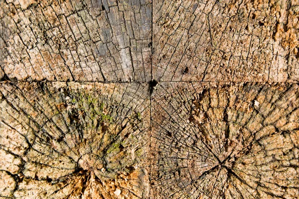 Trä Textur Nära Upp Natur Bakgrund — Stockfoto