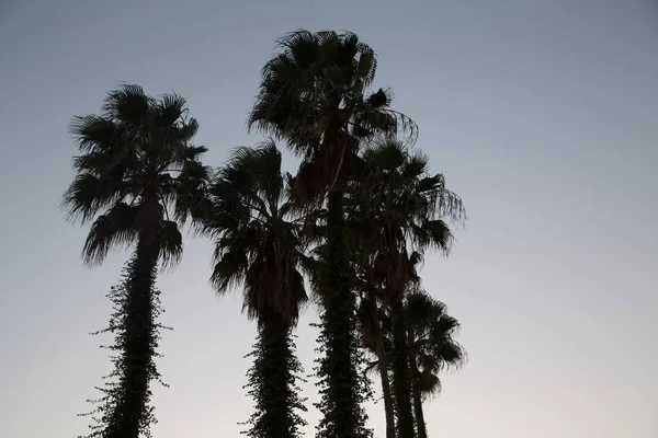 Nature Background Palm Trees Color Image — Stock Photo, Image