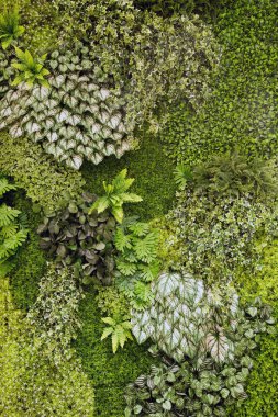 Doğa arka plan kopya alanı, açık renkli görüntü ile