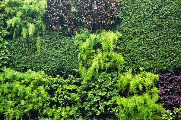 Zielone Ściany Zieleni Ogrodzie Tekstura Natura Bliska — Zdjęcie stockowe