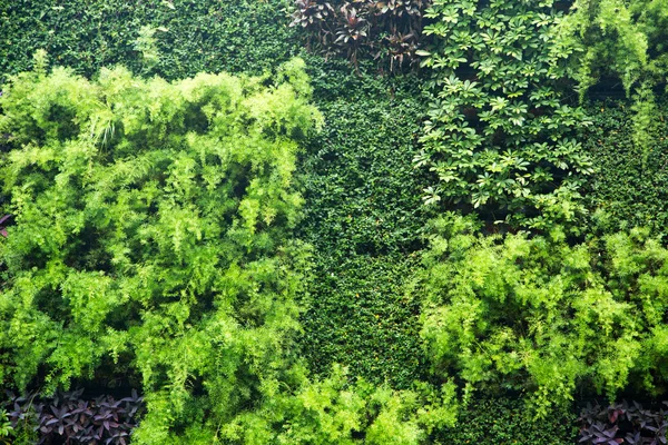 Pared Verde Frondosa Jardín Textura Naturaleza Cerca — Foto de Stock