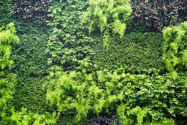 Pared Verde Frondosa Jardín Textura Naturaleza Cerca — Foto de Stock