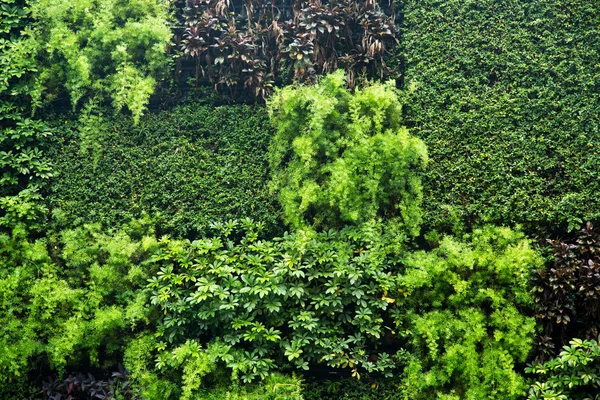 Pared Verde Frondosa Jardín Textura Naturaleza Cerca — Foto de Stock