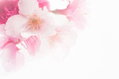 Beyaz arkaplanda izole edilmiş pembe çiçekler