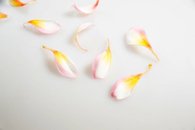 Doğa Çiçek ve kopya alanı, renkli görüntü arka plan