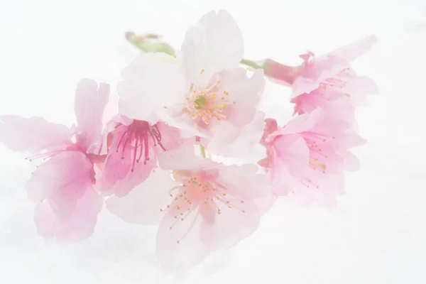 Rózsaszín Virágok Elszigetelt Fehér Háttér — Stock Fotó