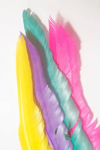 女性アムハースト キジ羽を染めの色 — ストック写真