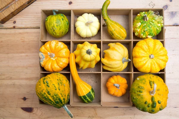 Zwiebel und Kartoffelkürbis — Stockfoto