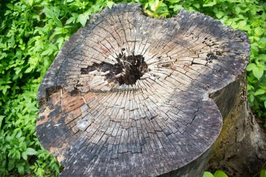 arka plan kopya alanı, renkli görüntü ile