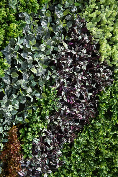 Zielona Ściana Kombinacją Flory — Zdjęcie stockowe