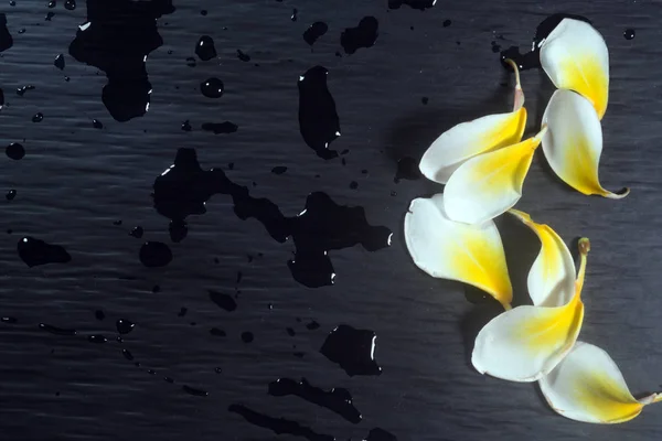 Natur Bakgrund Med Blommor Och Kopia Utrymme Färgbild — Stockfoto
