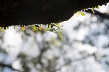 Doğa arka plan kopya alanı, renkli görüntü ile