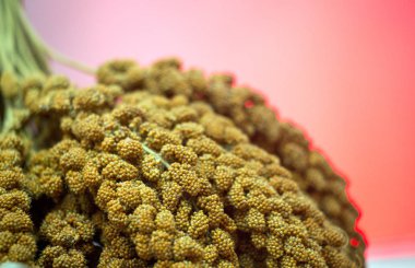 arka plan kopya alanı, renkli görüntü ile