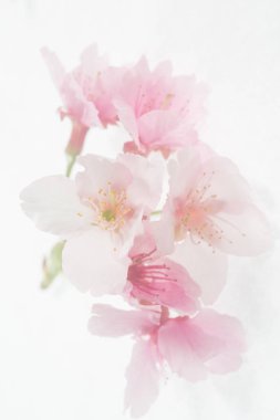 Beyaz arkaplanda izole edilmiş pembe çiçekler