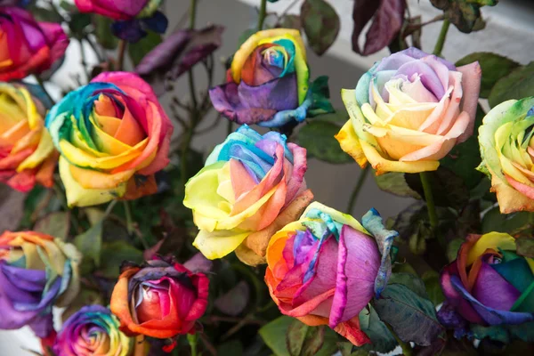 Color Rainbow Roses Close — Stock Photo, Image