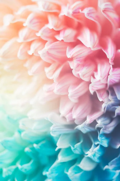 Chrysanthemen Bunte Blumen Botanischer Hintergrund — Stockfoto