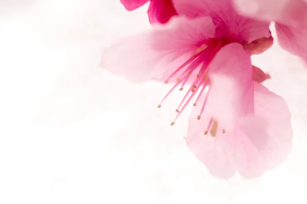 白い背景に孤立したピンクの花 ロイヤリティフリーのストック画像