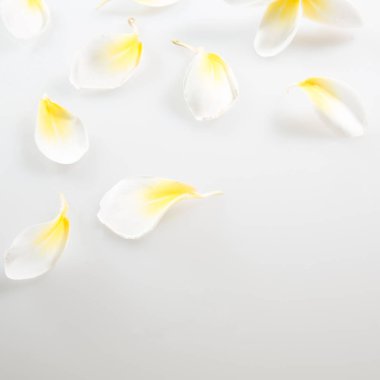 Doğa Çiçek ve kopya alanı, renkli görüntü arka plan