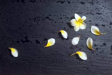 Doğa Çiçek ve kopya alanı, renkli görüntü arka plan