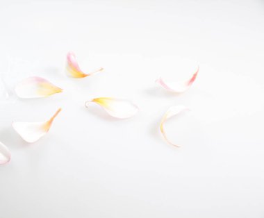 Doğa Çiçek ve kopya alanı, renkli görüntü arka plan