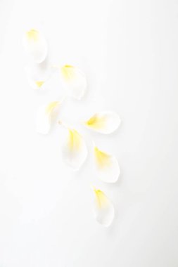 Doğa Çiçek ve kopya alanı, renkli görüntü arka plan