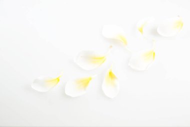 Doğa Çiçek ve kopya alanı, renkli görüntü arka plan