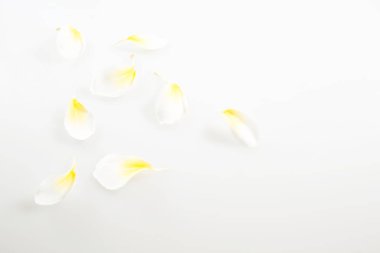 Doğa Çiçek ve kopya alanı, renkli görüntü arka plan