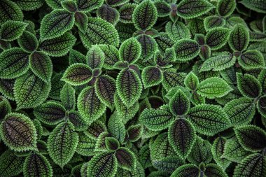 Kroton iç mekan bitkileri, görünümü kapatın