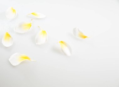 Doğa Çiçek ve kopya alanı, renkli görüntü arka plan