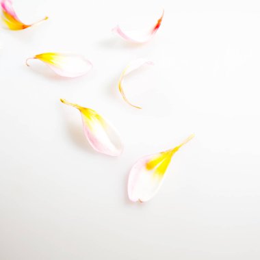 Doğa Çiçek ve kopya alanı, renkli görüntü arka plan